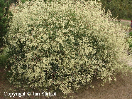 Aconogonon divaricatum